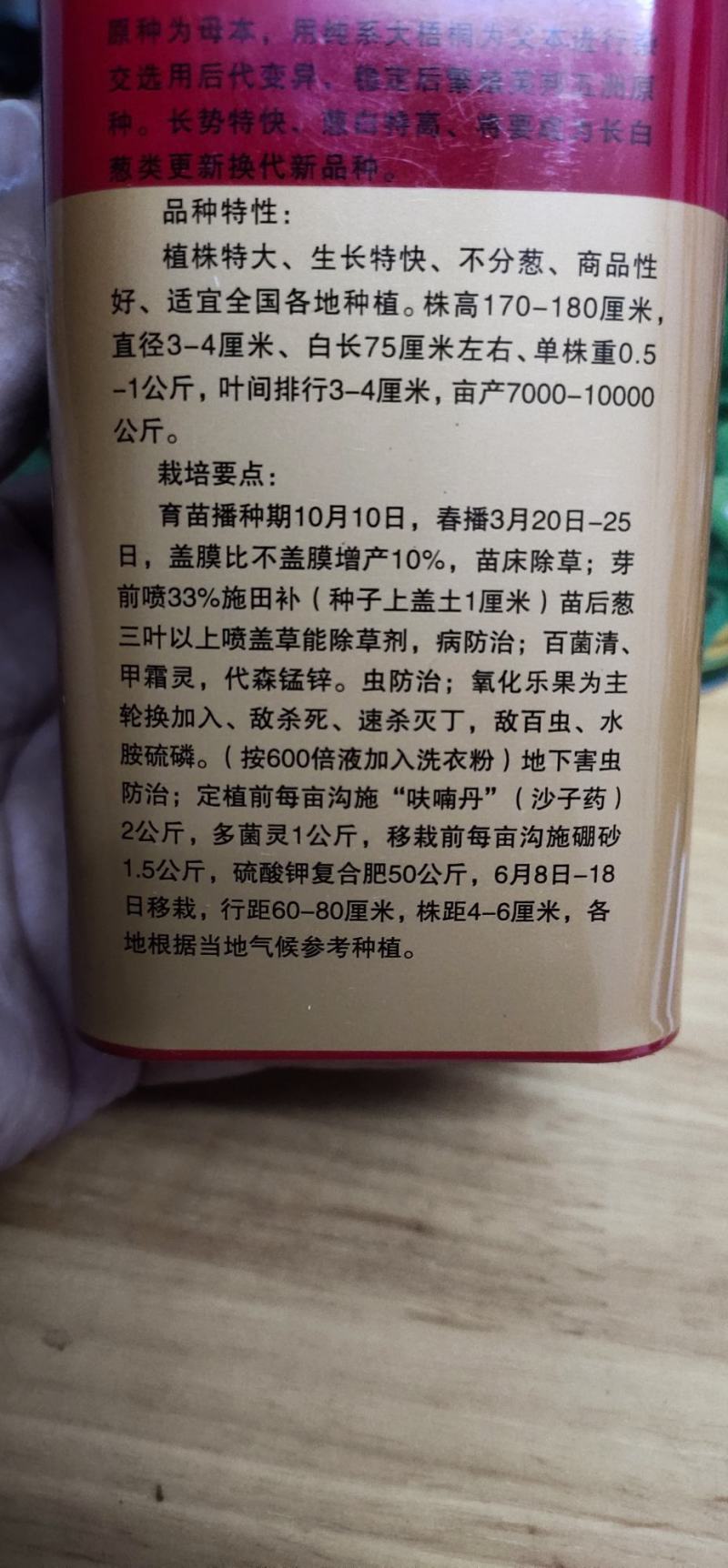 大葱种子英邦五洲硬杆冬青，株高170-180厘米，