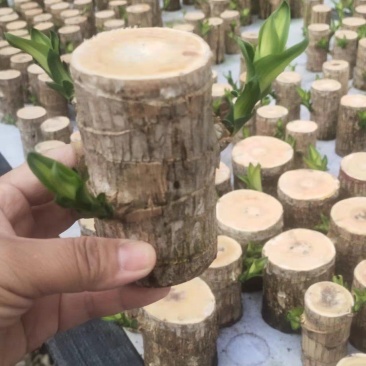 巴西木水养幸运木开花绿植室内盆栽水培植物格鲁特小树人四季