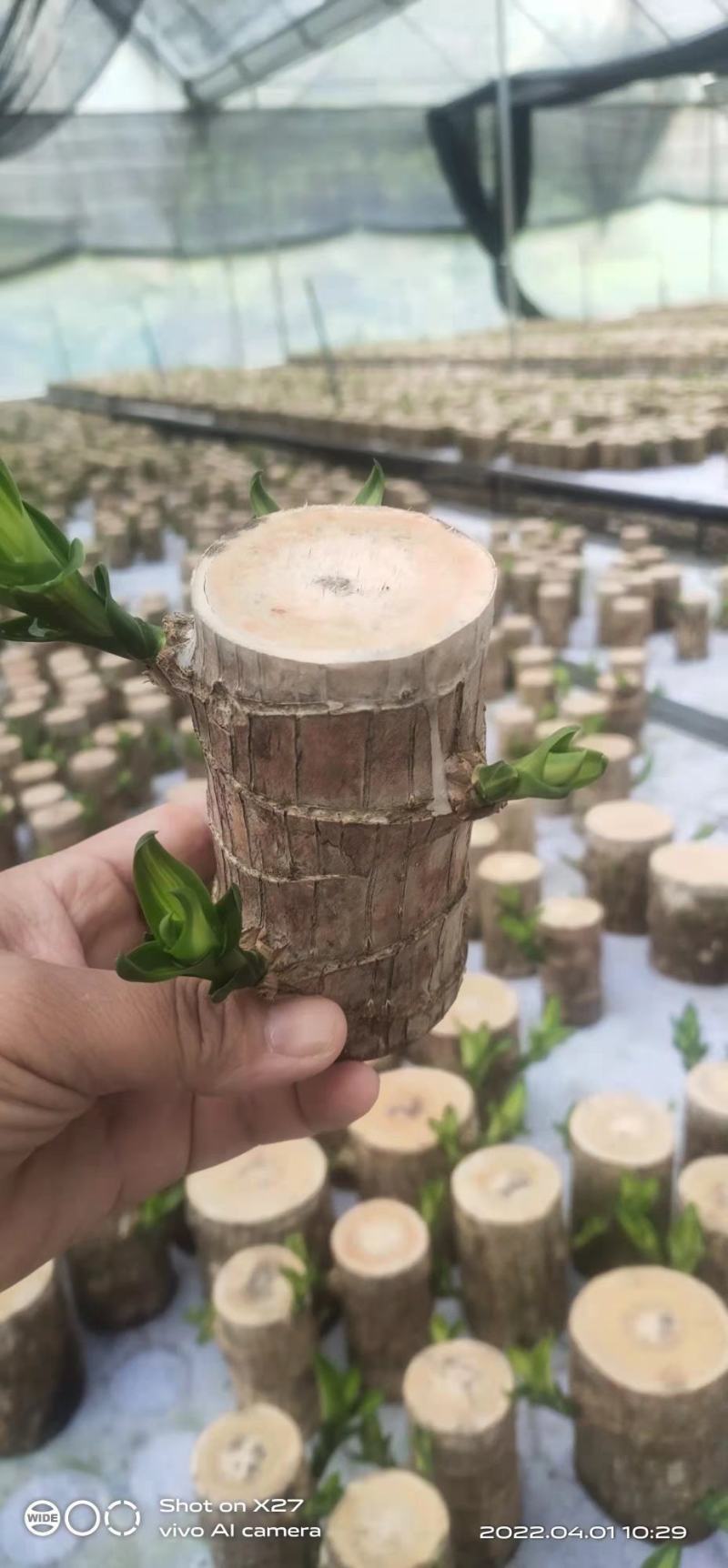 巴西木水养幸运木开花绿植室内盆栽水培植物格鲁特小树人四季