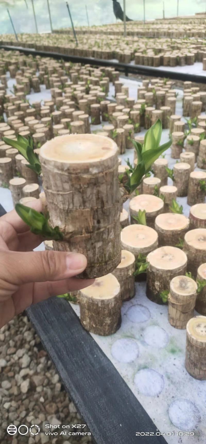 巴西木水养幸运木开花绿植室内盆栽水培植物格鲁特小树人四季