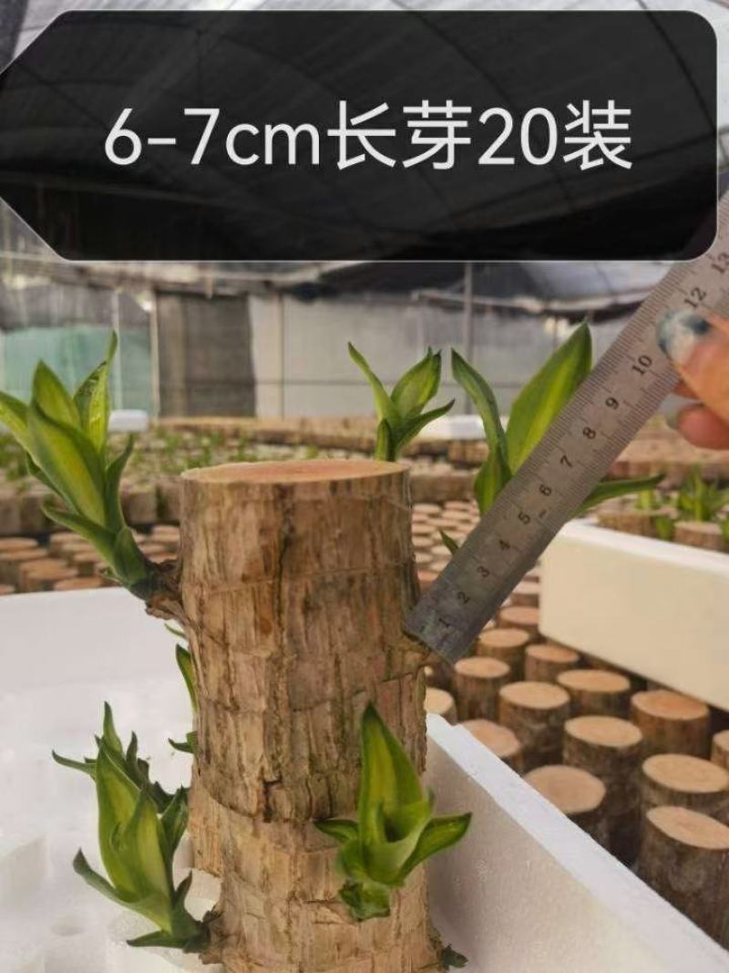 巴西木水养幸运木开花绿植室内盆栽水培植物格鲁特小树人四季