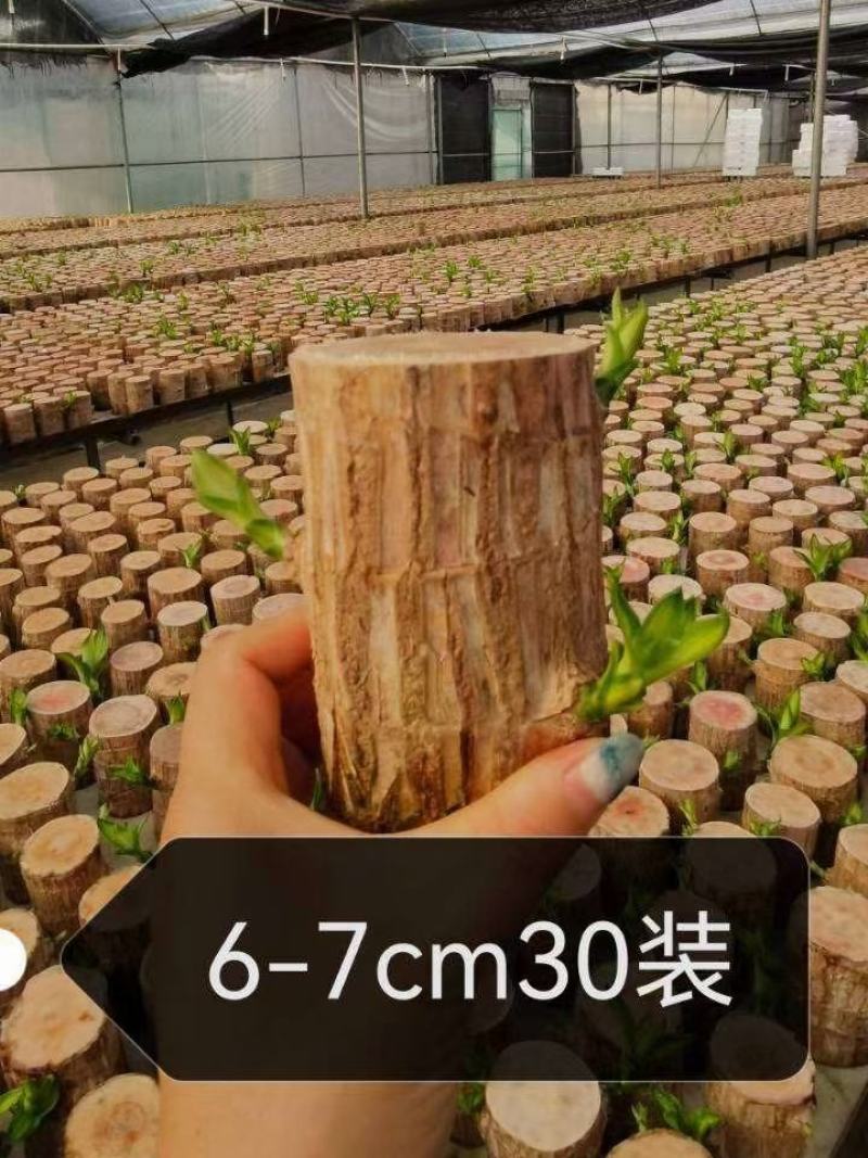 巴西木水养幸运木开花绿植室内盆栽水培植物格鲁特小树人四季