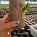 巴西木水养幸运木开花绿植室内盆栽水培植物格鲁特小树人四季