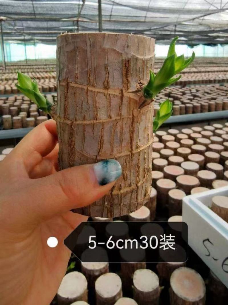 巴西木水养幸运木开花绿植室内盆栽水培植物格鲁特小树人四季