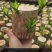 巴西木水养幸运木开花绿植室内盆栽水培植物格鲁特小树人四季