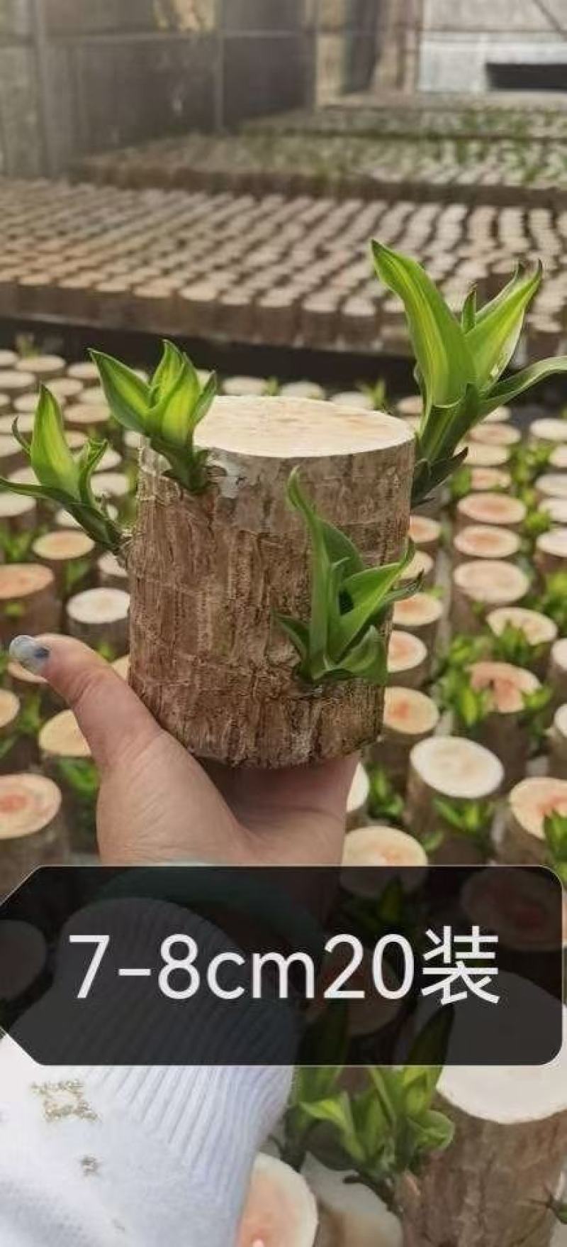 巴西木水养幸运木开花绿植室内盆栽水培植物格鲁特小树人四季
