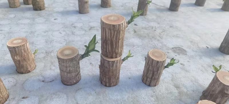 巴西木水养幸运木开花绿植室内盆栽水培植物格鲁特小树人四季