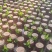 巴西木水养幸运木开花绿植室内盆栽水培植物格鲁特小树人四季