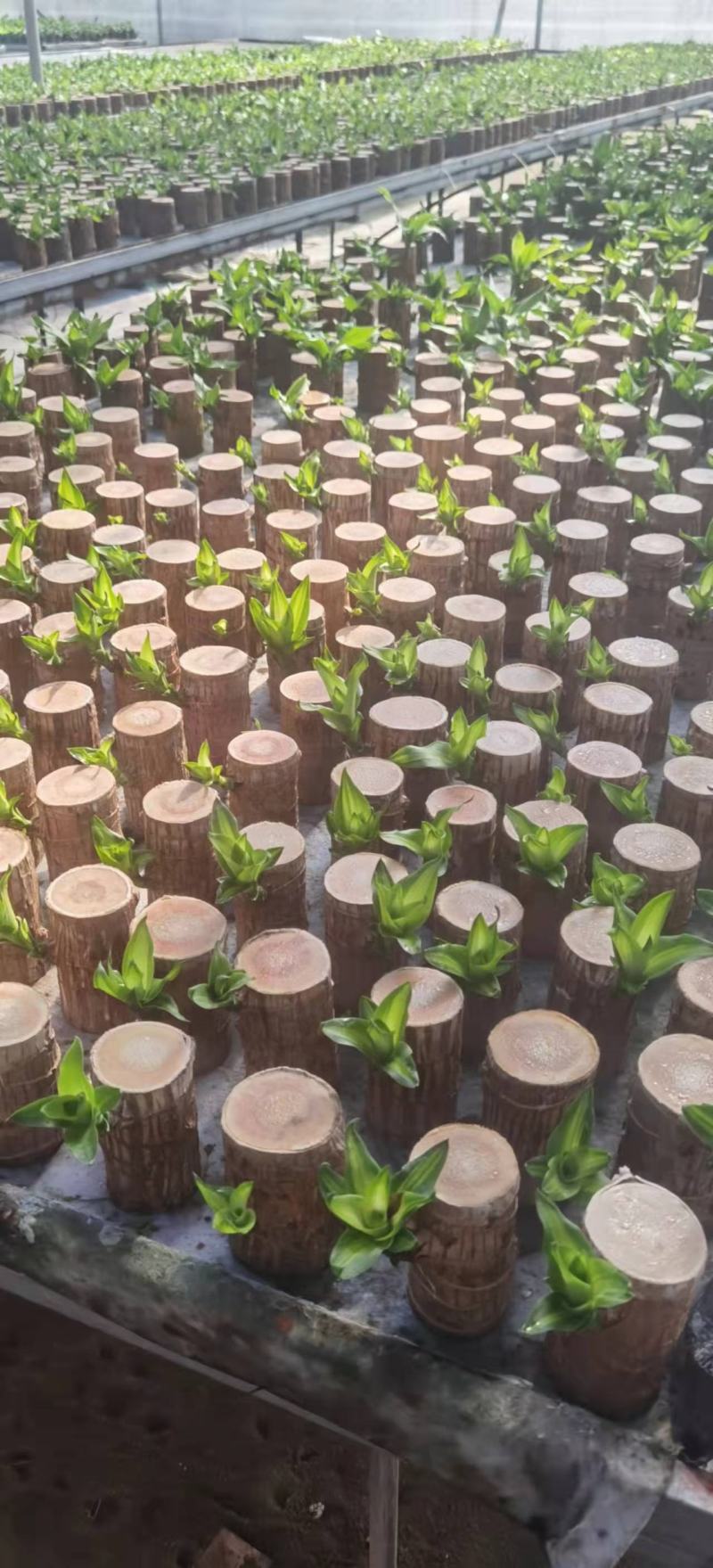 巴西木水养幸运木开花绿植室内盆栽水培植物格鲁特小树人四季