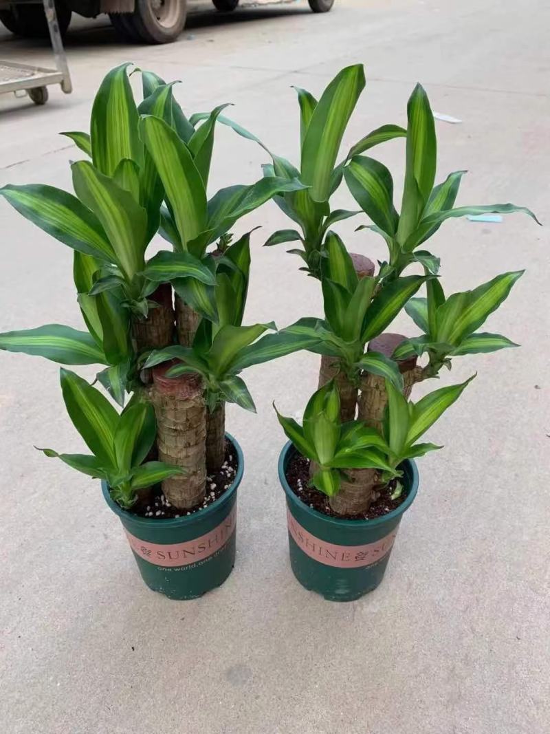 巴西木水养幸运木开花绿植室内盆栽水培植物格鲁特小树人四季