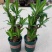 巴西木水养幸运木开花绿植室内盆栽水培植物格鲁特小树人四季