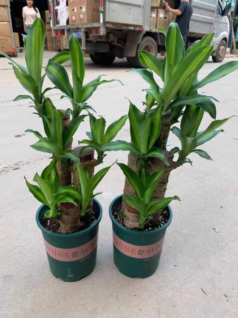 巴西木水养幸运木开花绿植室内盆栽水培植物格鲁特小树人四季