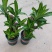 巴西木水养幸运木开花绿植室内盆栽水培植物格鲁特小树人四季