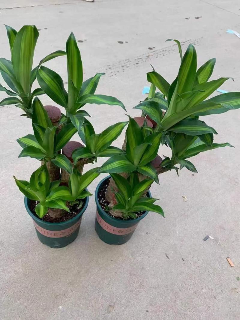 巴西木水养幸运木开花绿植室内盆栽水培植物格鲁特小树人四季