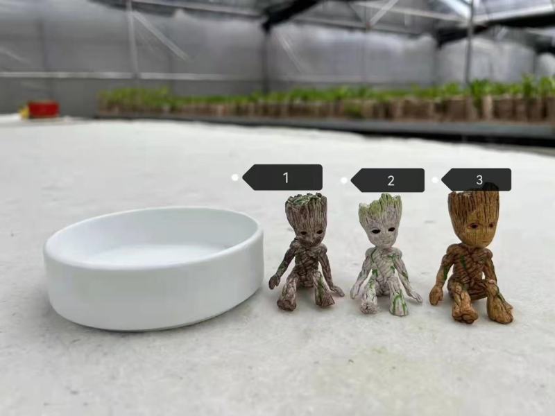 巴西木水养幸运木开花绿植室内盆栽水培植物格鲁特小树人四季