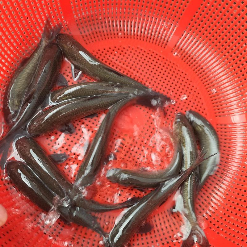 螺丝青鱼鱼苗8-10食用黑皖鱼养殖灰草鱼，包邮到家