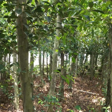 适合河提公园马路绿化园林景观榕树杯苗地苗