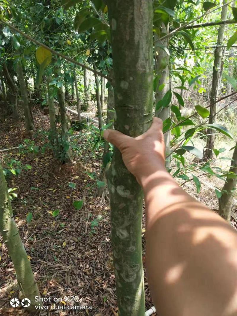 适合河提公园马路绿化园林景观榕树杯苗地苗