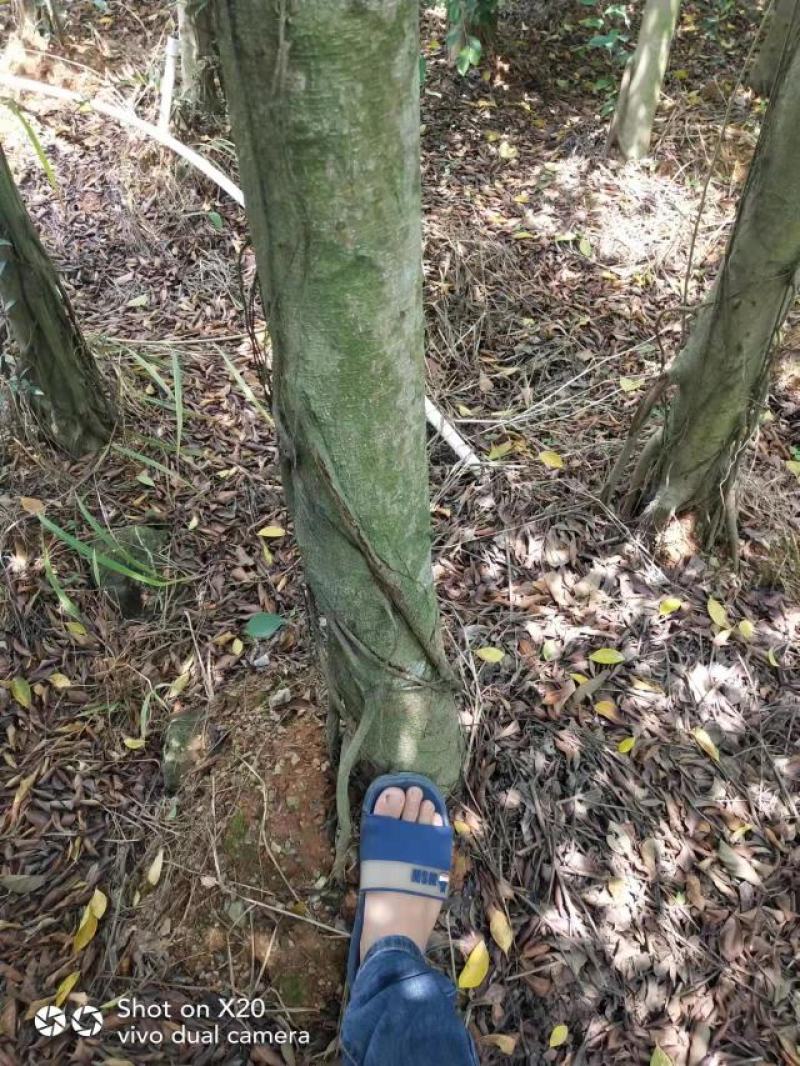 适合河提公园马路绿化园林景观榕树杯苗地苗