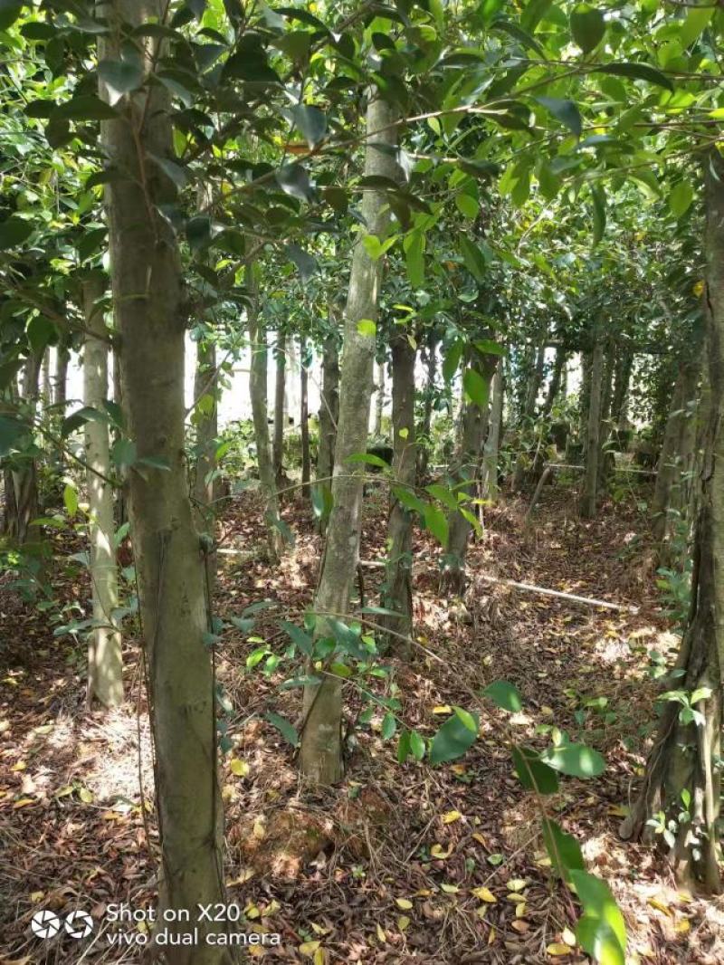 适合河提公园马路绿化园林景观榕树杯苗地苗