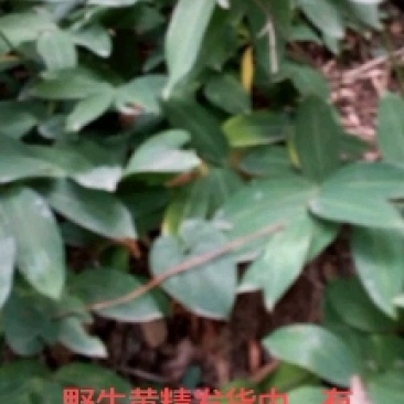 黄精小苗批发