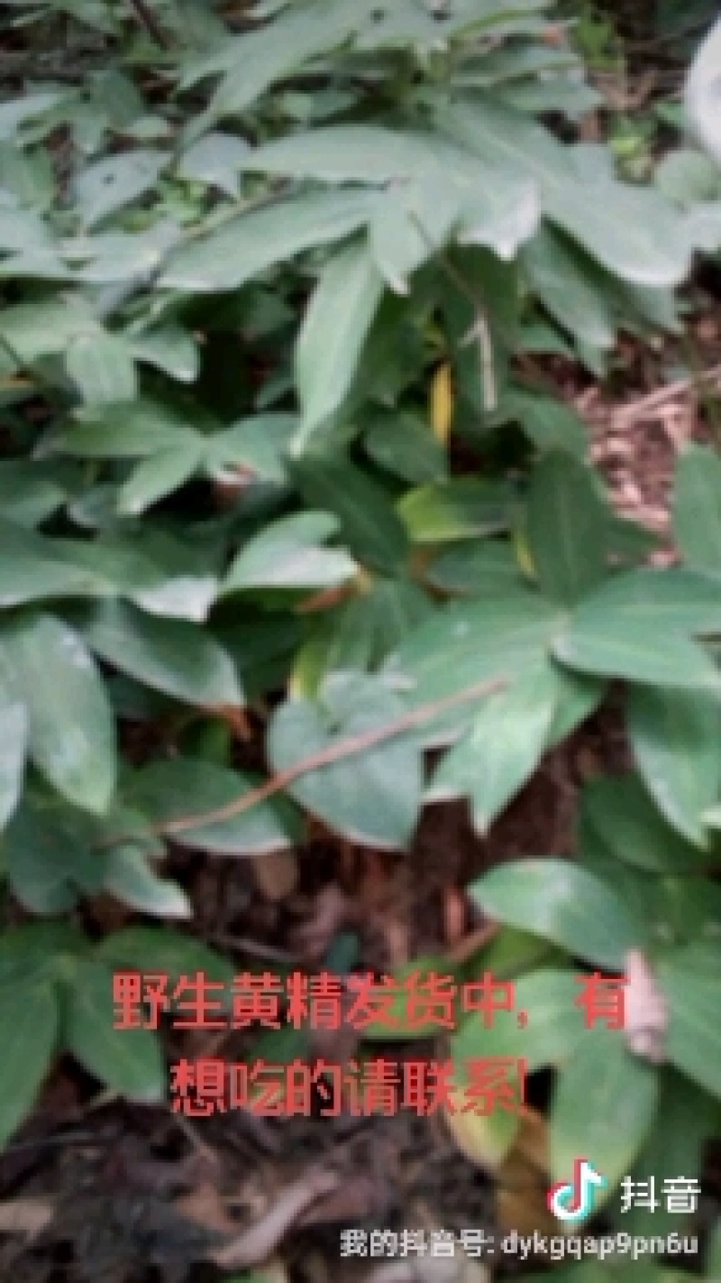 黄精小苗批发
