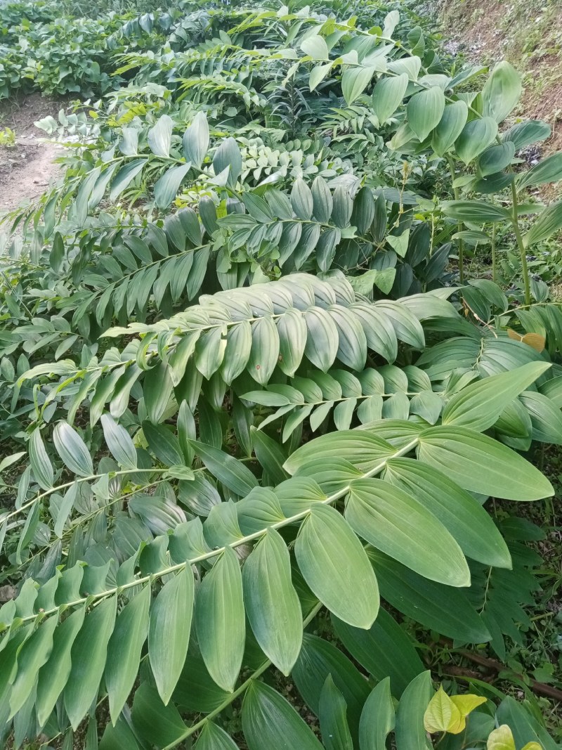 黄精小苗批发