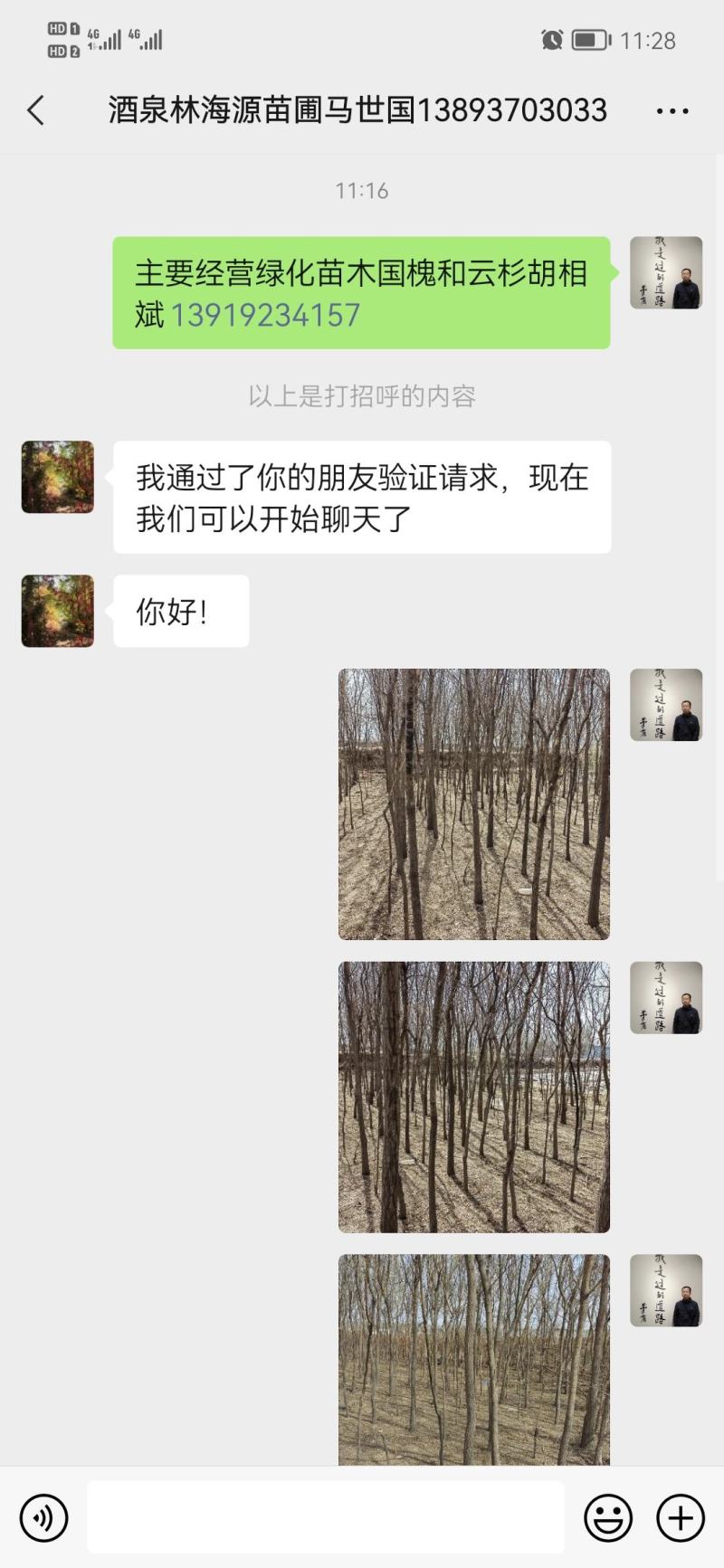 胸径5-20cm国槐及云杉出售