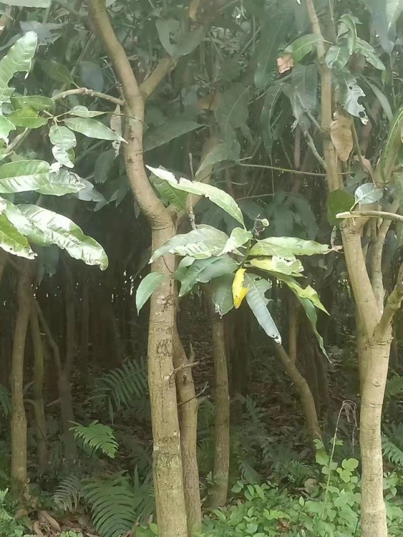 绿化苗木芒果树适用于园林河提绿化景观本地种植优良品种
