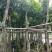 绿化苗木芒果树适用于园林河提绿化景观本地种植优良品种