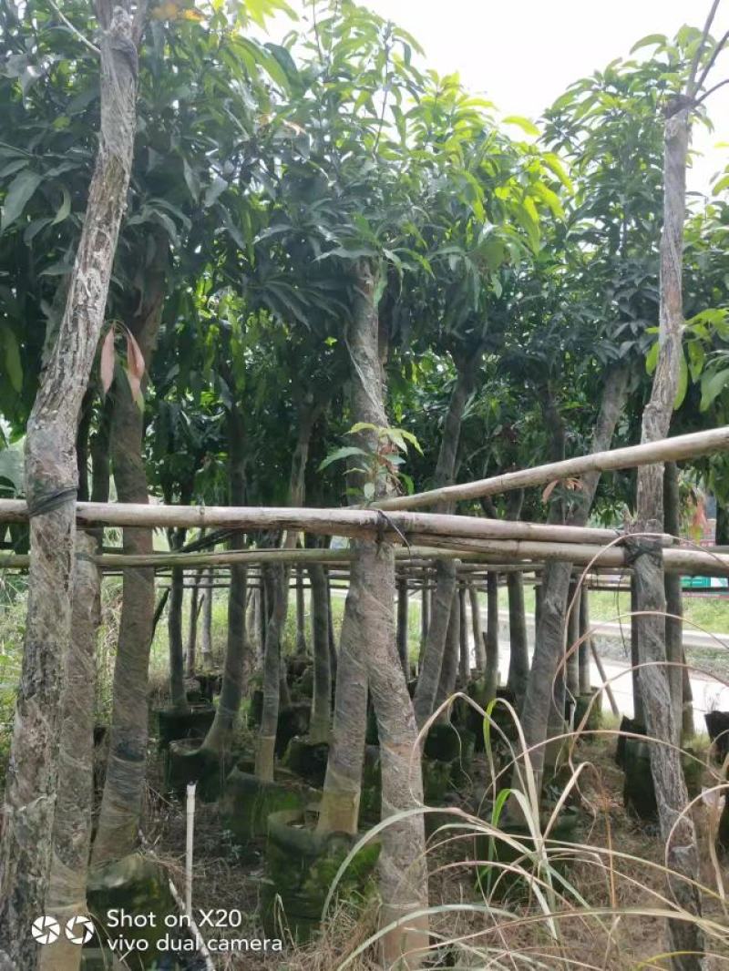 绿化苗木芒果树适用于园林河提绿化景观本地种植优良品种
