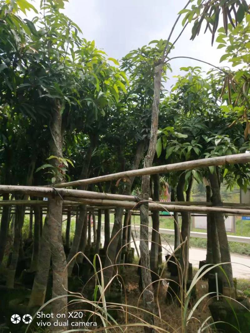 绿化苗木芒果树适用于园林河提绿化景观本地种植优良品种
