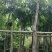 绿化苗木芒果树适用于园林河提绿化景观本地种植优良品种