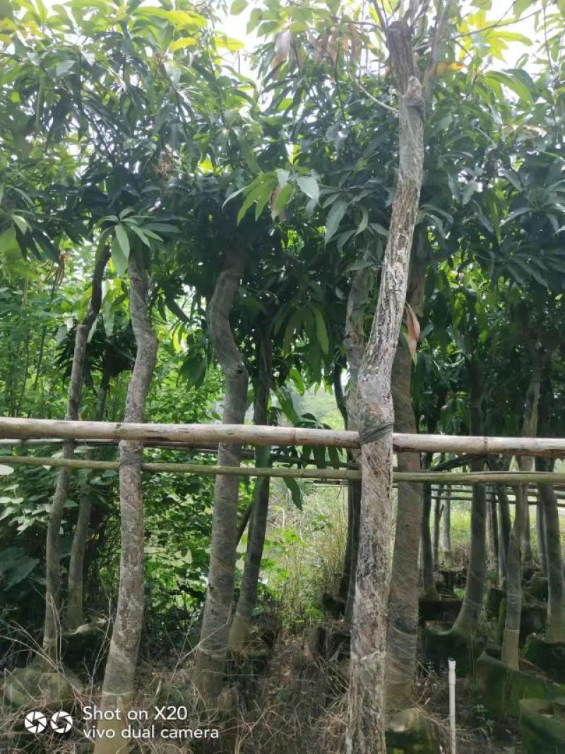 绿化苗木芒果树适用于园林河提绿化景观本地种植优良品种