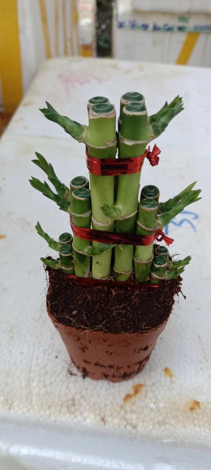 节节高富贵竹塔水培水养绿植盆栽招财转运竹子办公桌开业送礼