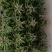 节节高富贵竹塔水培水养绿植盆栽招财转运竹子办公桌开业送礼