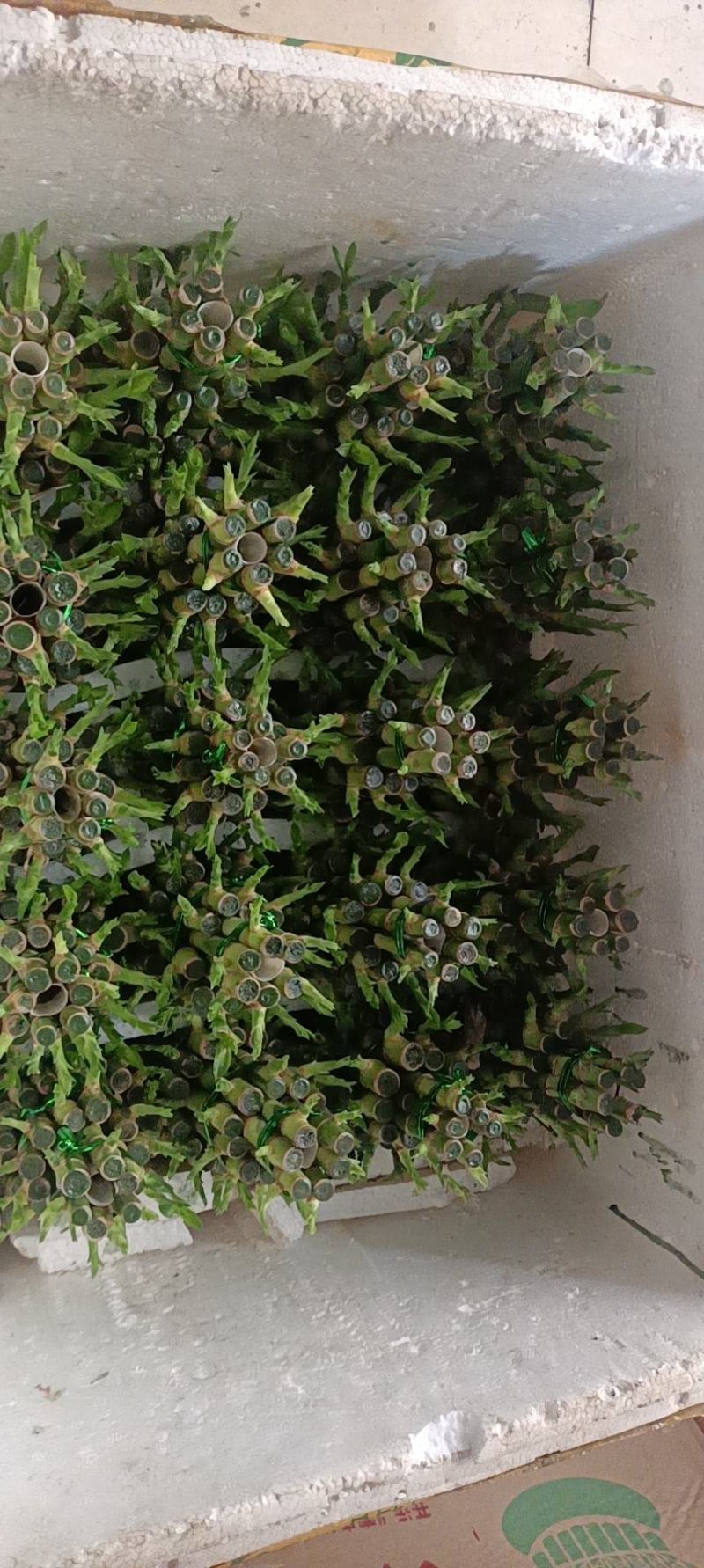节节高富贵竹塔水培水养绿植盆栽招财转运竹子办公桌开业送礼