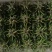 节节高富贵竹塔水培水养绿植盆栽招财转运竹子办公桌开业送礼