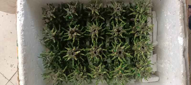 节节高富贵竹塔水培水养绿植盆栽招财转运竹子办公桌开业送礼