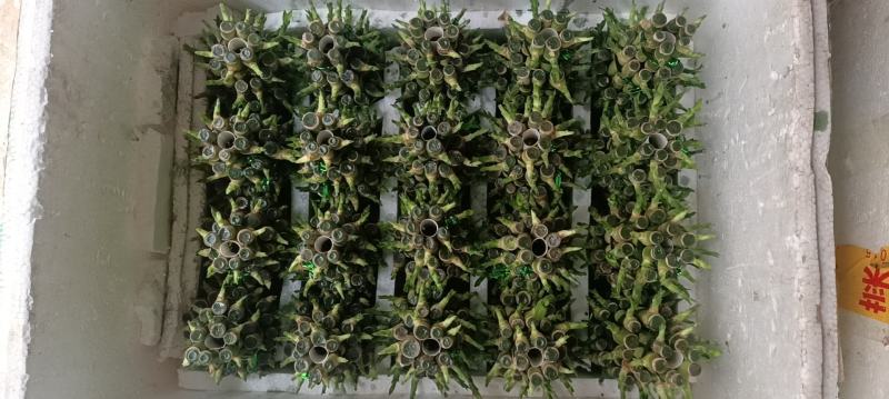 节节高富贵竹塔水培水养绿植盆栽招财转运竹子办公桌开业送礼