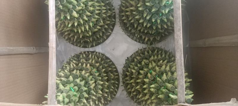 节节高富贵竹塔水培水养绿植盆栽招财转运竹子办公桌开业送礼