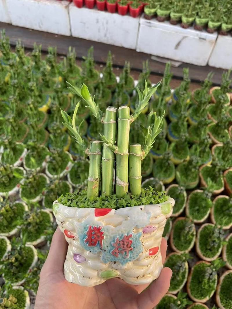 节节高富贵竹塔水培水养绿植盆栽招财转运竹子办公桌开业送礼