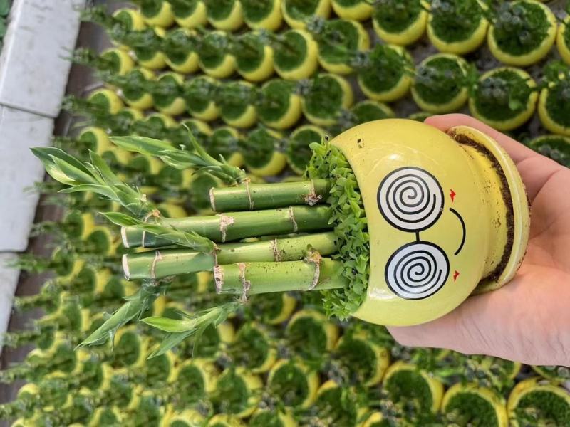 节节高富贵竹塔水培水养绿植盆栽招财转运竹子办公桌开业送礼