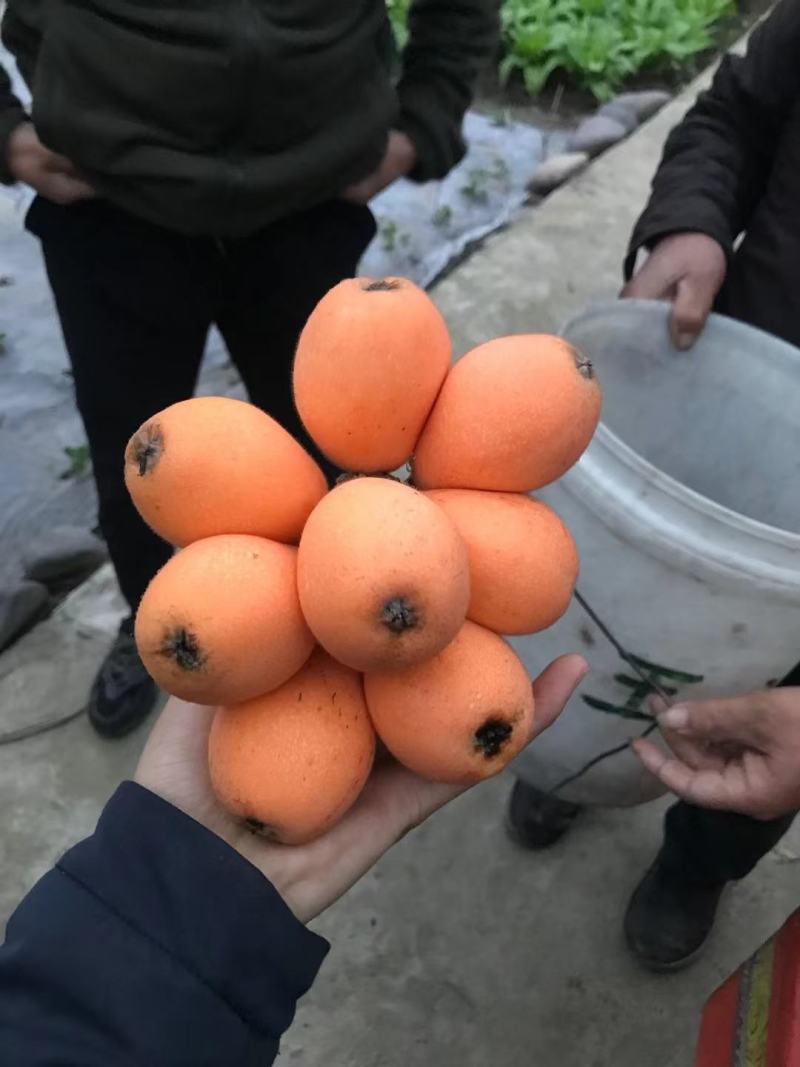 贵州安顺五星枇杷味道纯甜套网袋泡市超电商沫箱打包全国
