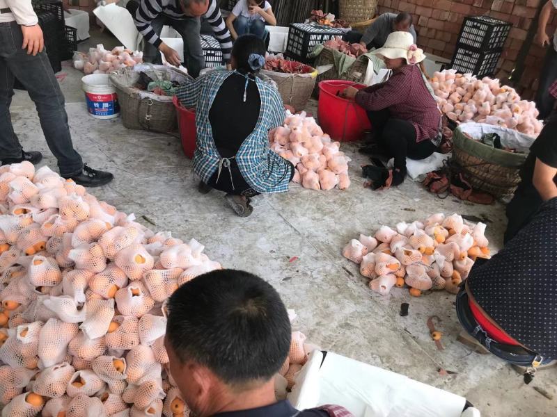 贵州安顺五星枇杷味道纯甜套网袋泡市超电商沫箱打包全国