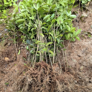 桂花条