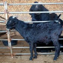 努比亚黑山羊黑山羊波尔山羊波尔山羊种公羊全国发货