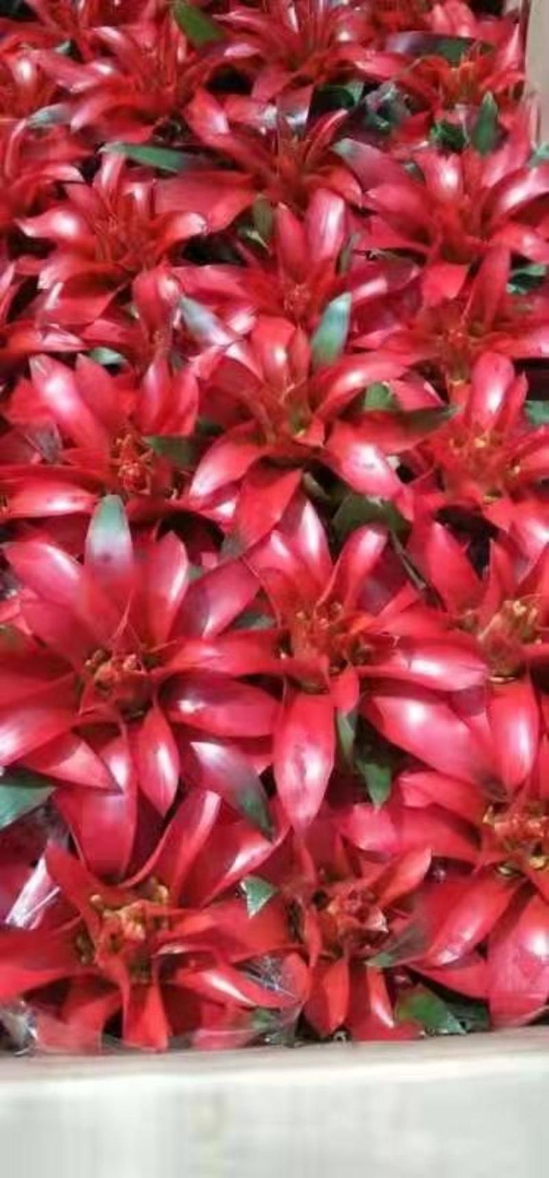 鸿运当头盆栽小红星办公室开红花卉绿植物大型好养凤梨吸甲醛
