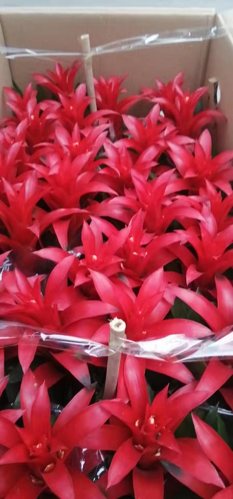 鸿运当头盆栽小红星办公室开红花卉绿植物大型好养凤梨吸甲醛