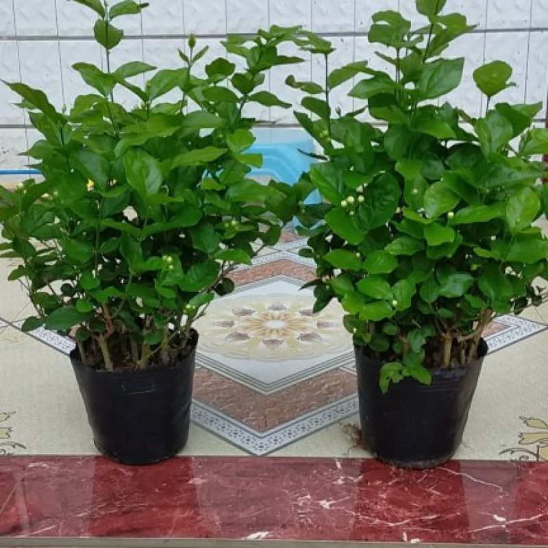 【批发】广西南宁，横州市茉莉花盆景，马岭镇富津村种植基地